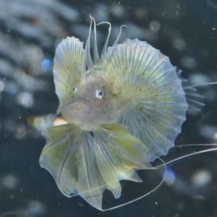 転生したら、魚の子供だった件について