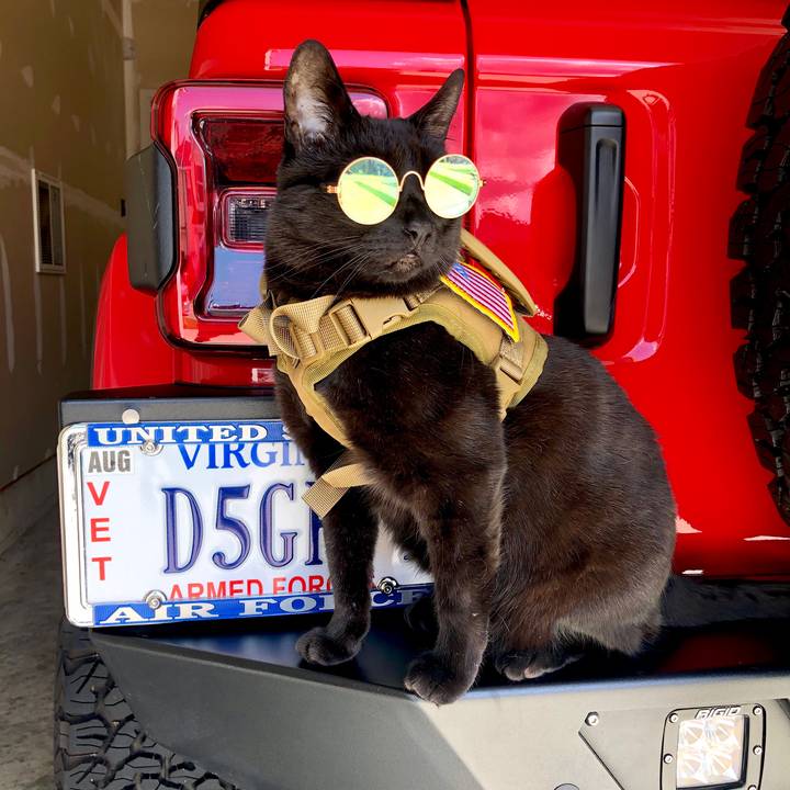 That Girl With the Black Cat