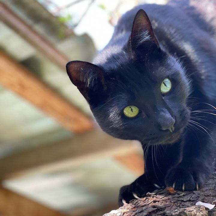 Ninja the chonky boi