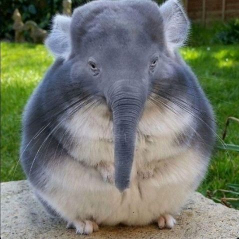 𝘚𝘦𝘢𝘧𝘭𝘶𝘧𝘧