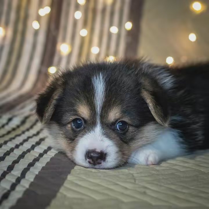 Daily Pet Videos 💕