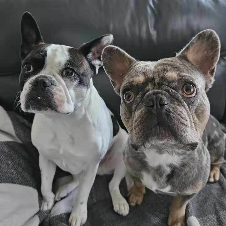 Our Crazy Family 👩🏻🧔‍♂️🐶🐶