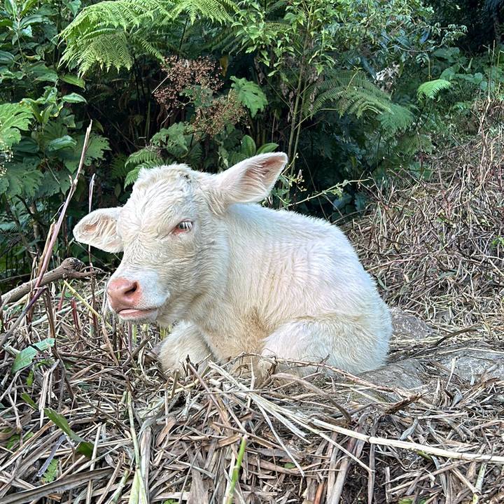 Charoláis Ecuador 🇪🇨