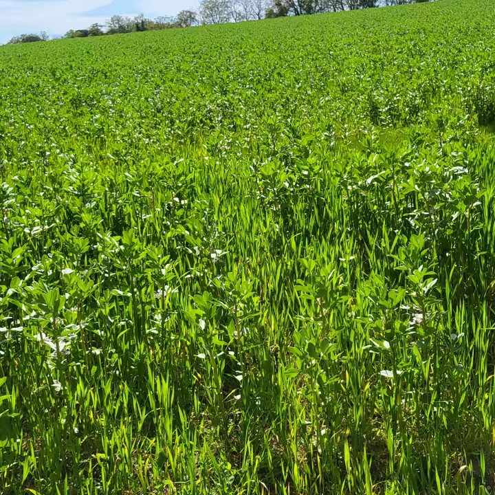 ናፍቖት ሓያል