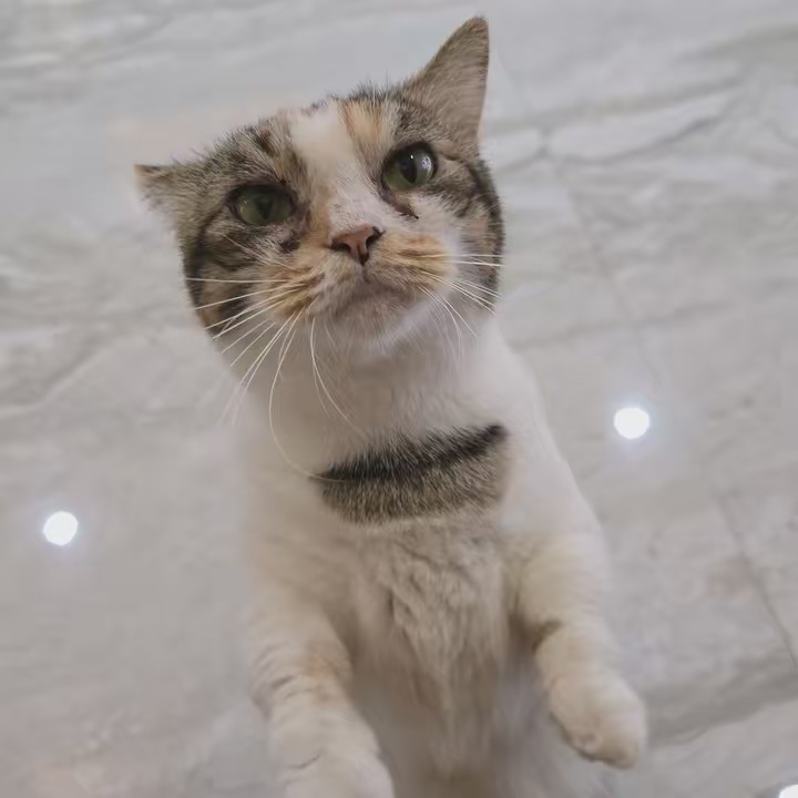 prettylittlecrystals