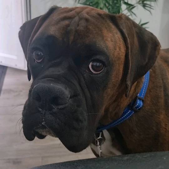 Phoenix the Boxer Dog 🐾