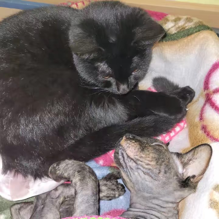 ❄️ᎶℛℰℳℒℐℕᎾℂᎯᎢ❄️