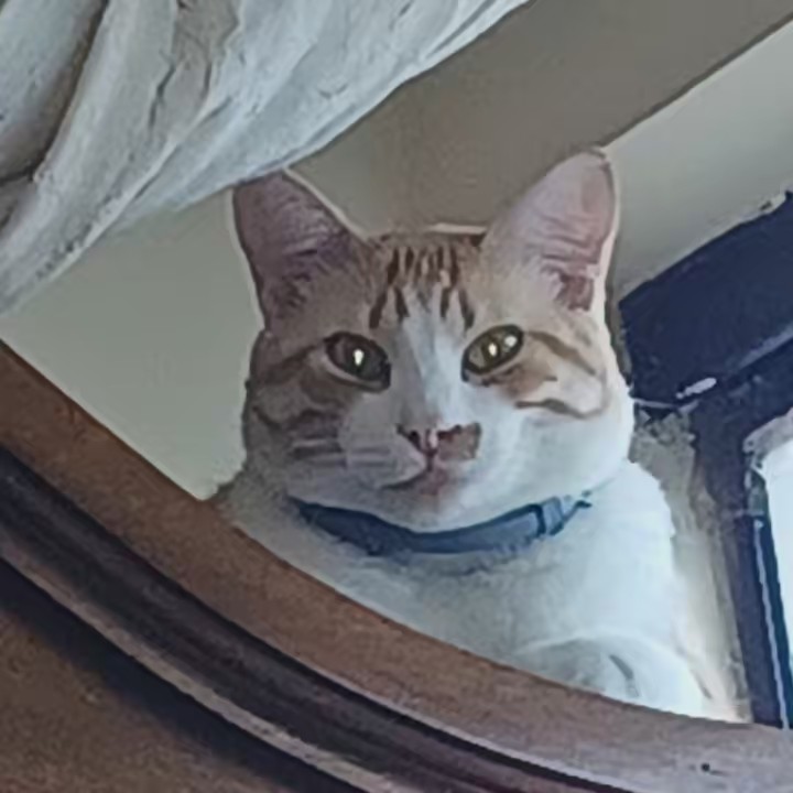 Marcelo Saraiva Guerreiro