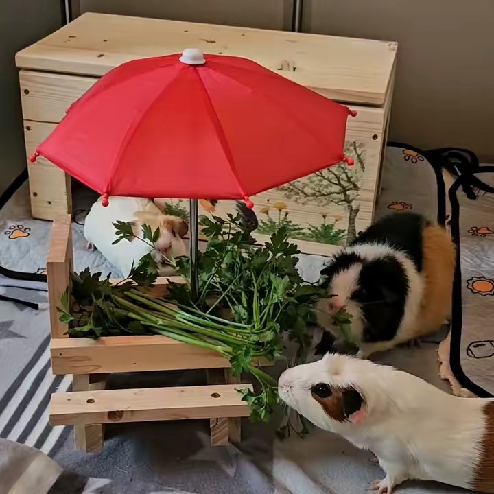 Meerschweinchen-Gang🥬