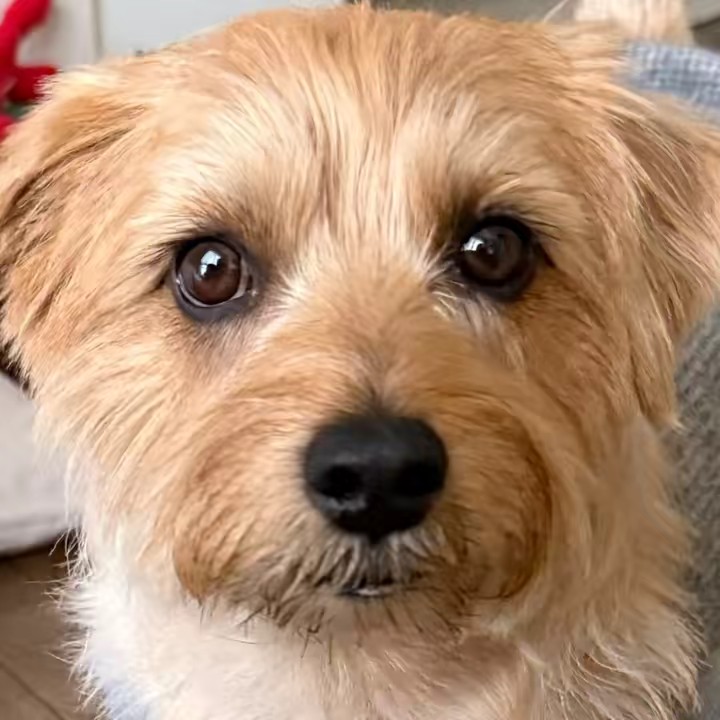 Baily-Kun(ベイリーくん）