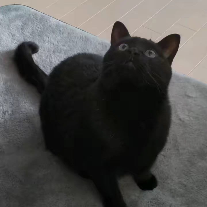 ♡黒猫天使🐈‍⬛♡♡