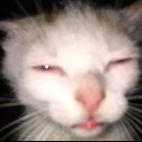 alecsisbatman12😍😱😍🍊🍒⚡🍩🦊