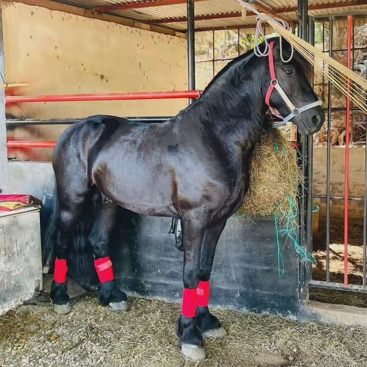 Pura Buena VIBRA 🔥✨