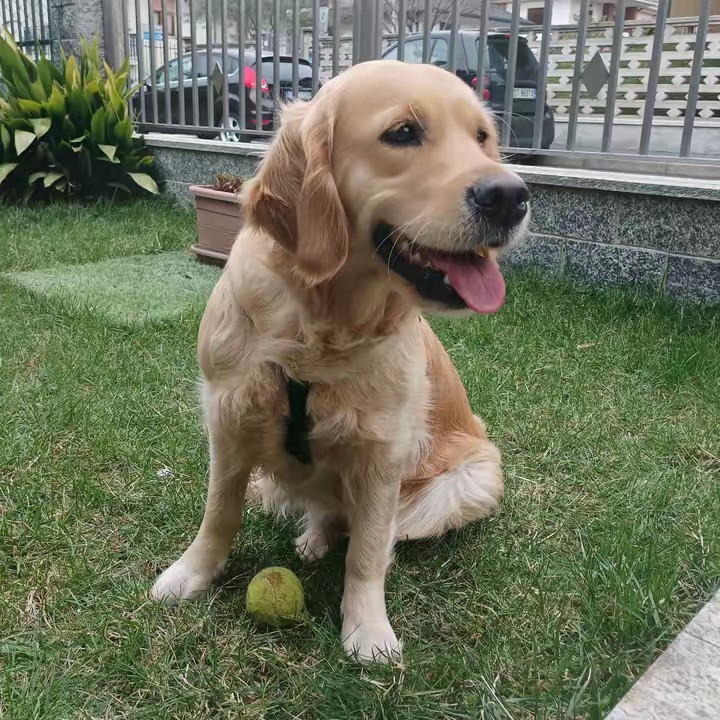 Amichevole Golden di quartiere