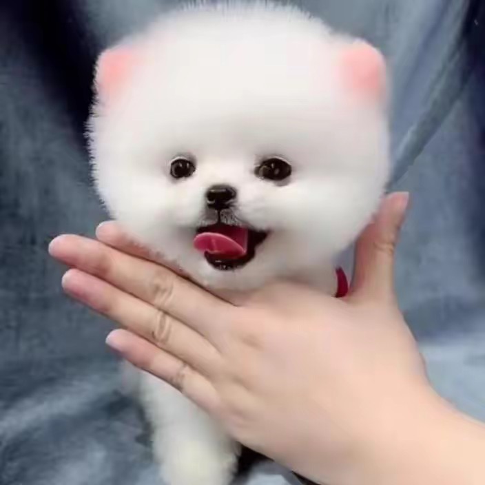 Lovely dog