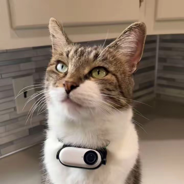 Mr. Kitters the Cat