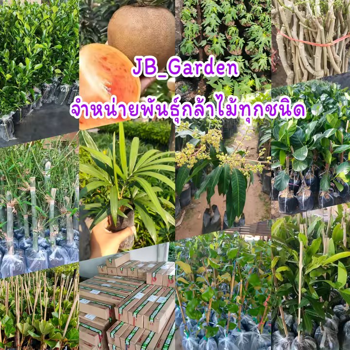 🌳พันธุ์กล้าไม้ราคาถูก🌳