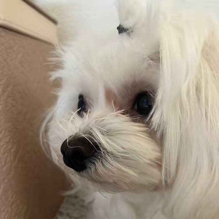 ❁⃘はにゃ❁⃘