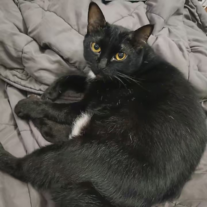 อ้วนดำ นำทีม