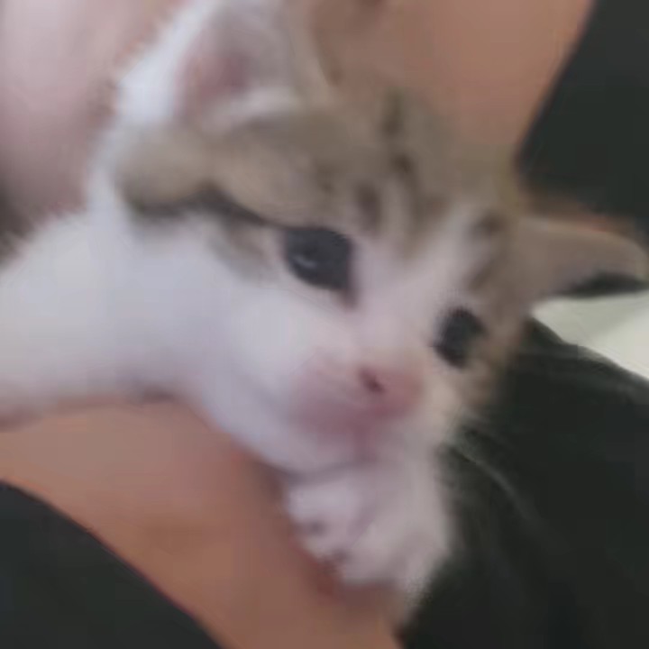 🌸アイダ🫰🏼