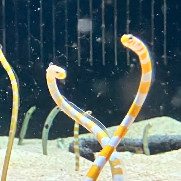 🐕‍🦺🤍けんけん🎧🫧