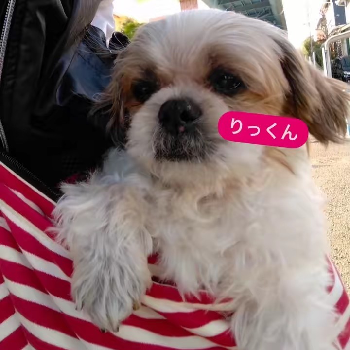 りっくん🐶🌷