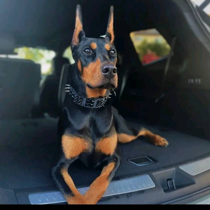 Doberman_lita