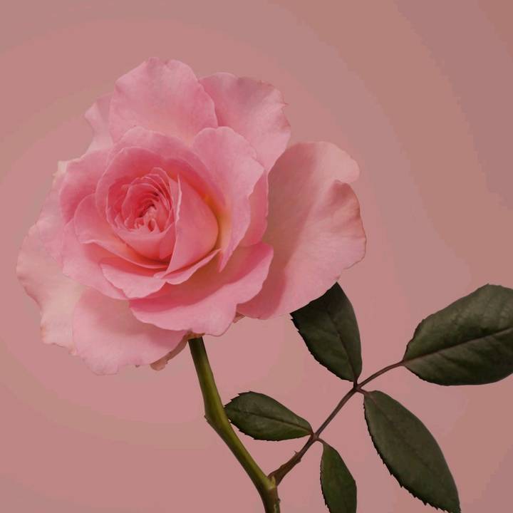 la_mexicana💋🇲🇽🇲🇽