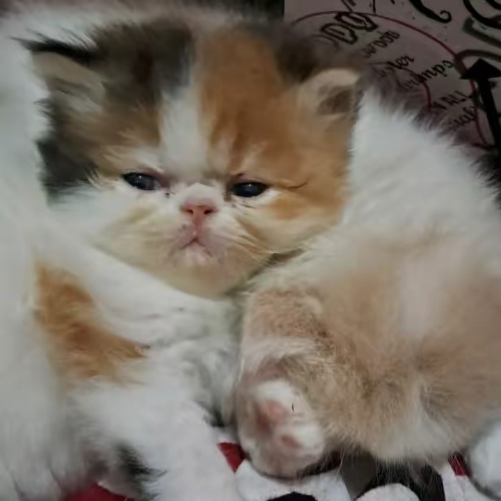 pencinta kucing1254