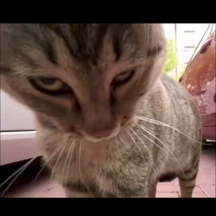 🐱 🐱 gato solitario 502 🐱 🐱