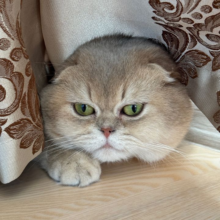 Energy morning deals