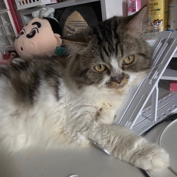 🐥🐥อัศวินไร้บัลลังก์🐣🐣