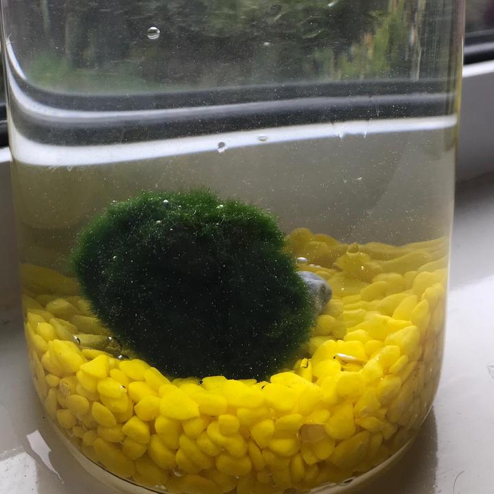 Willow the moss ball