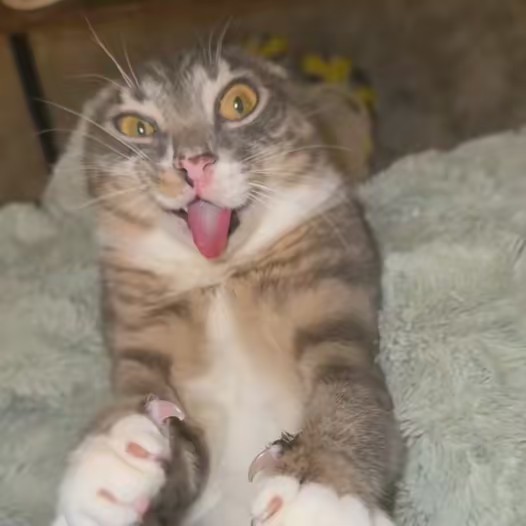 айй тигер𓂅