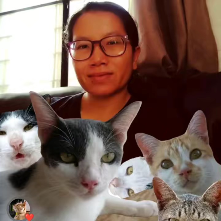 เเมวบ้านคุ้มท่ง