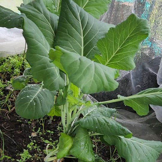 Gardening with Ms. Emmie