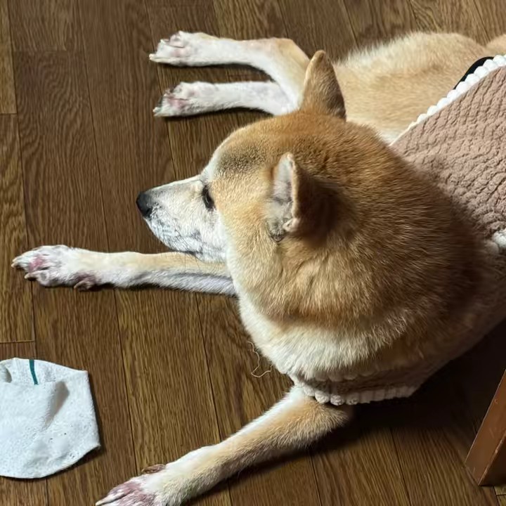 marushiba12🐕🐕🌲