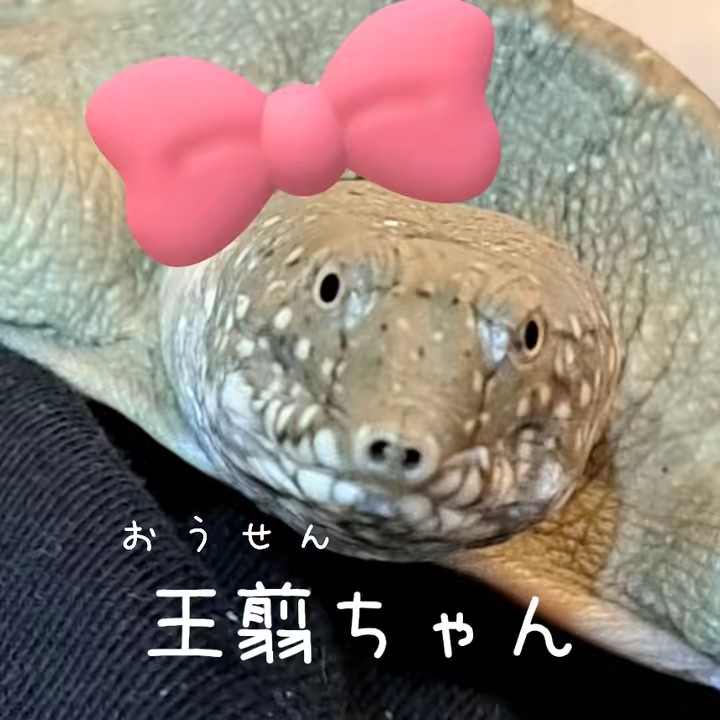 スッポンの王翦ちゃん