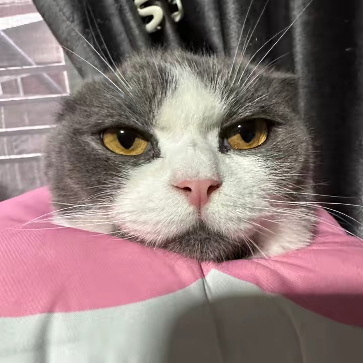 เมเม่มารุโกะ