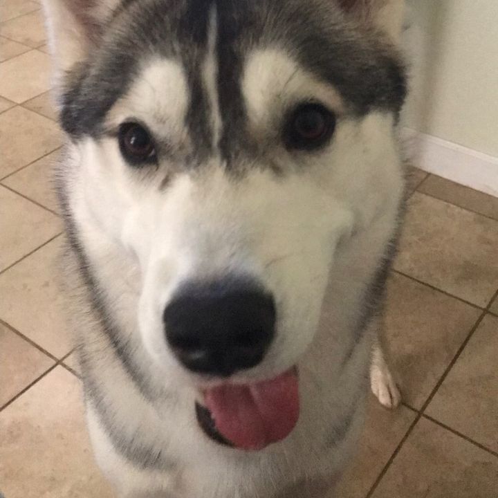 Bᴀᴅᴅɪᴇ||3.2k|Lyla~