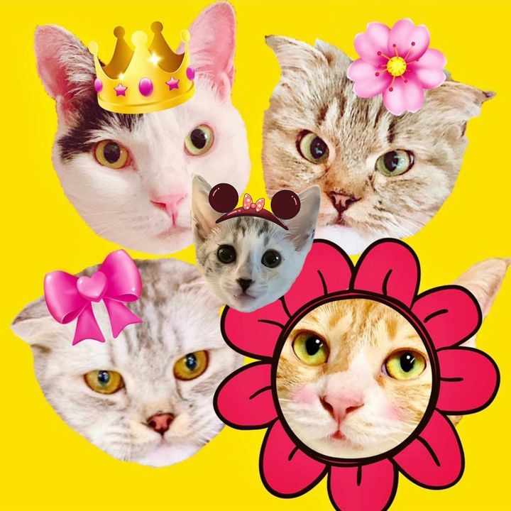 세아네냥아치들😻