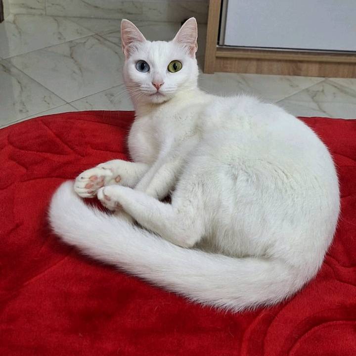 ❤️Al 9alb❤️taieb❤️