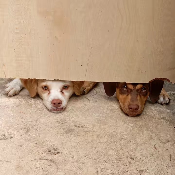 el niño la cabra 2° cuenta