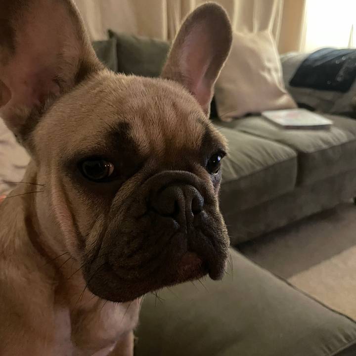 bearthefrenchie