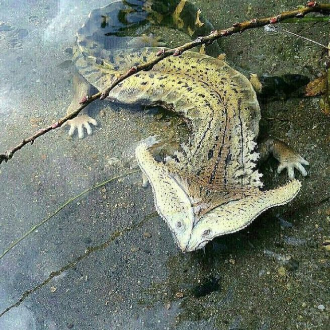 crisis_on_infinite_jareds