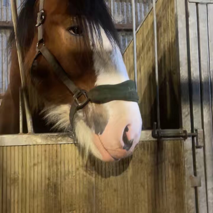 katie the shed🐴🐴