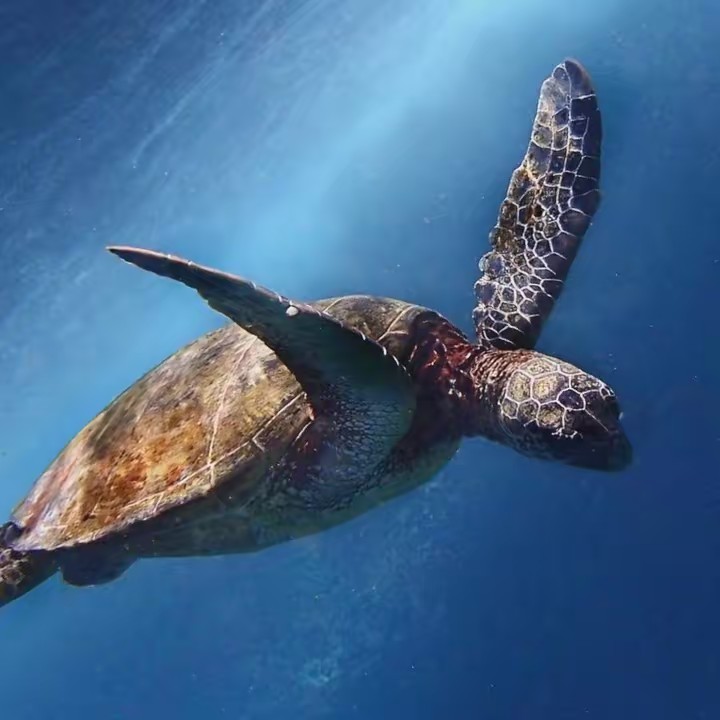 Travel Food Adventures