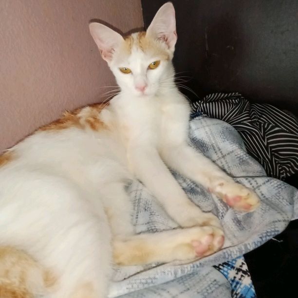 didinuraini233@gmail.com