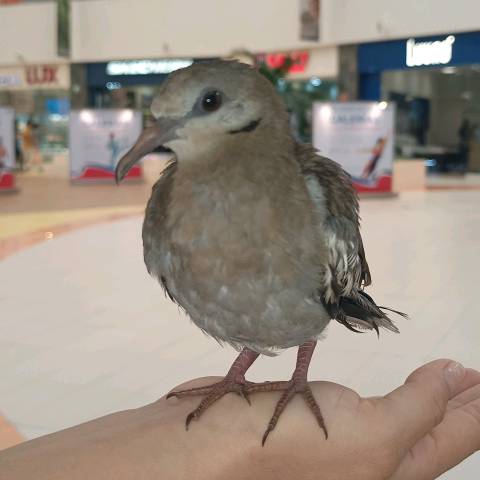 Mini.influencia💜✨