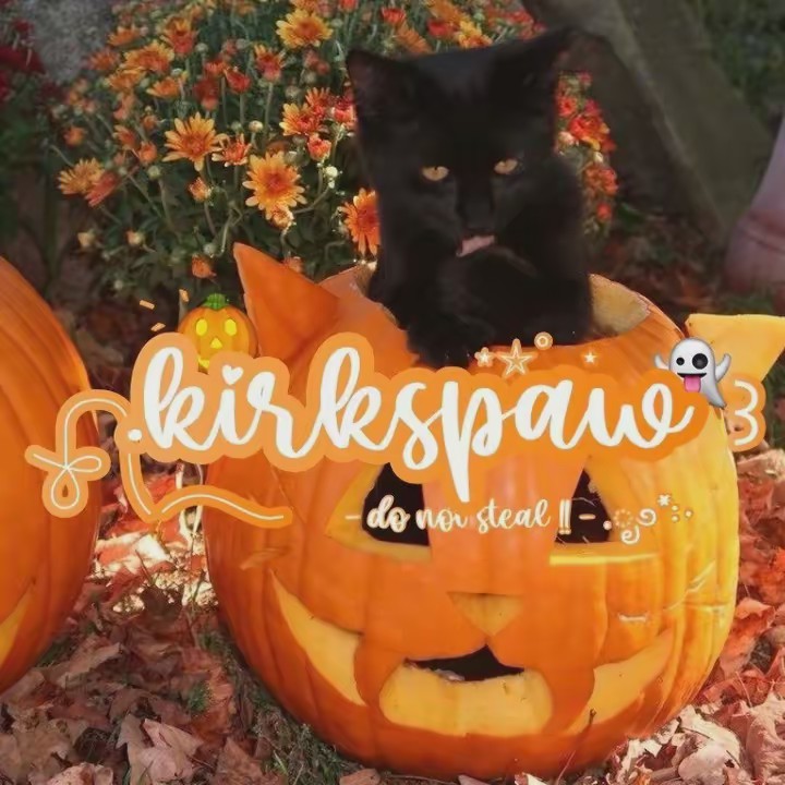 ˚꒰🎃꒱₊˚ 𝐤𝐢𝐫𝐤  !! 🦇